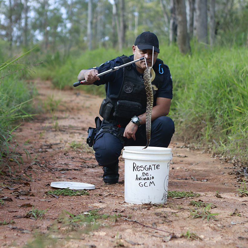 Serpente presa ao gancho de manejo durante resgate, com o balde de acondicionamento ao fundo